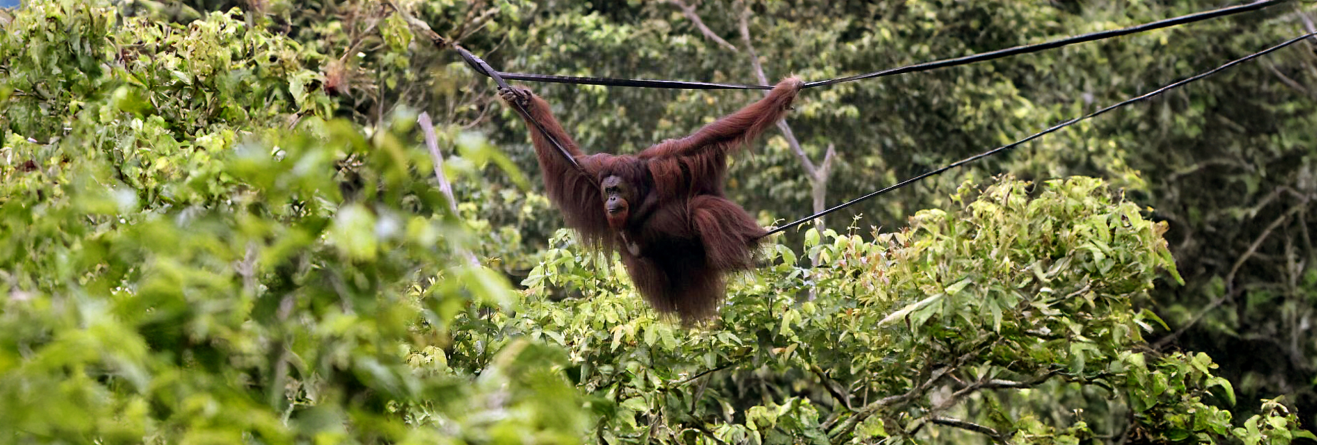 Our Top 3 Orangutan Rehabilitation Stories
