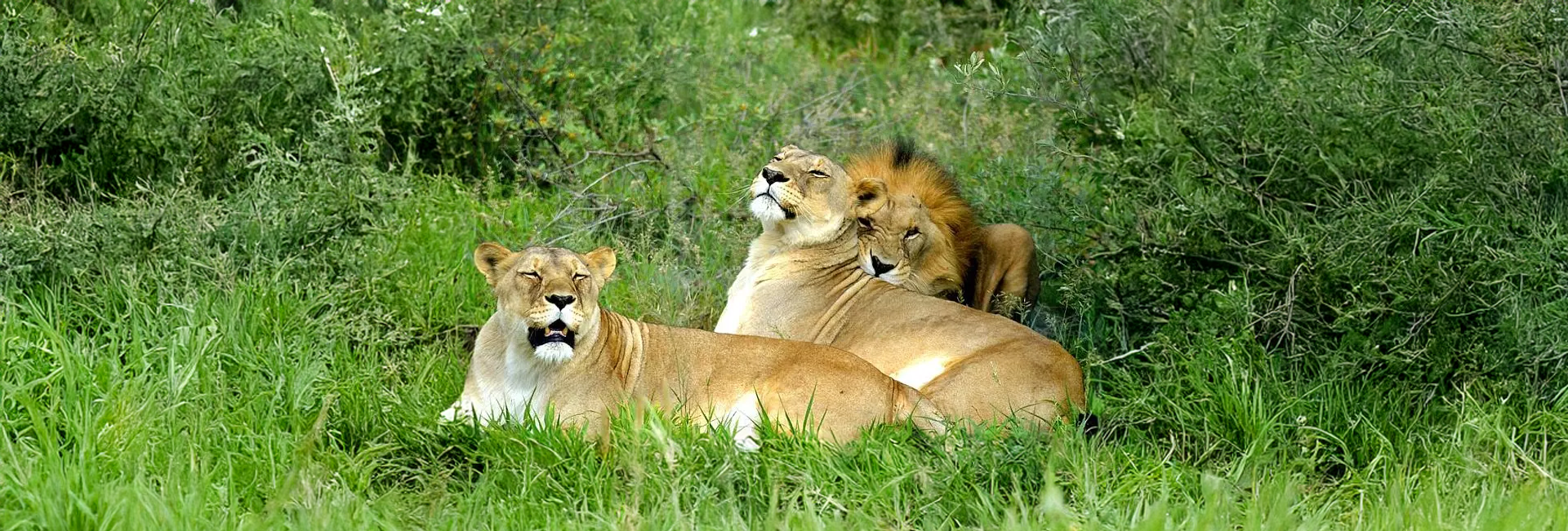 Meet Some Of The Adorable Animals At The Namibia Wildlife Sanctuary! 