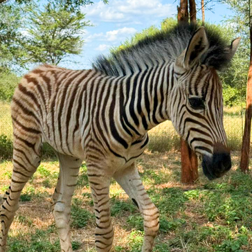 Baby Zebra Rescued at SanWild Sanctuary & Reserve