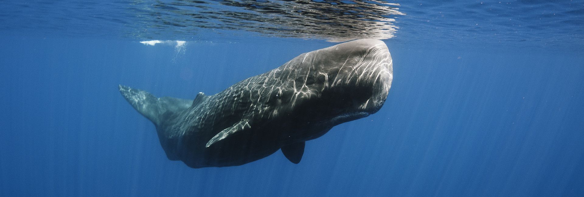 Europe Day 2017 – Exploring Europe’s Hidden Gems (And Its Wildlife!)