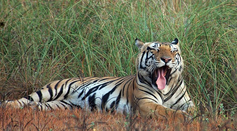 Endangered Species Day 2015