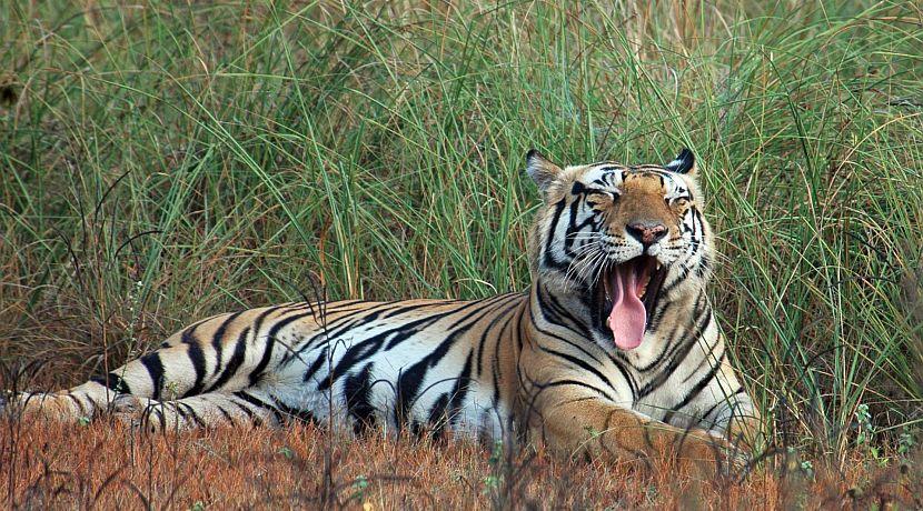 Endangered Species Day 2015