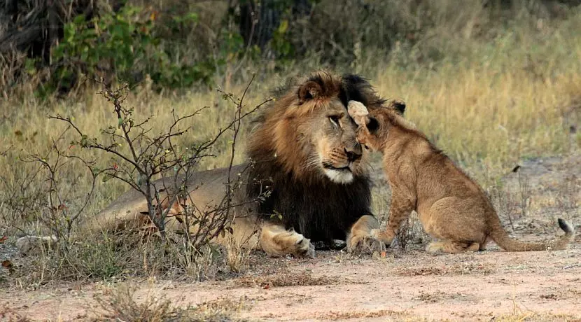 Great Lion Project Experience