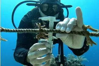 Measuring Coral Fragments in Raja Ampat