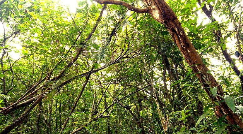 The Story of Pengalasi the Borneo Orangutan 