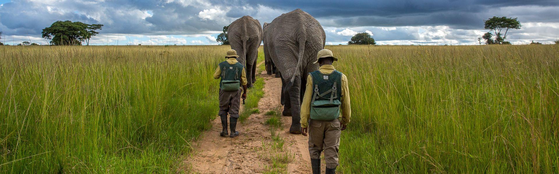 Animal Conservation Volunteering 