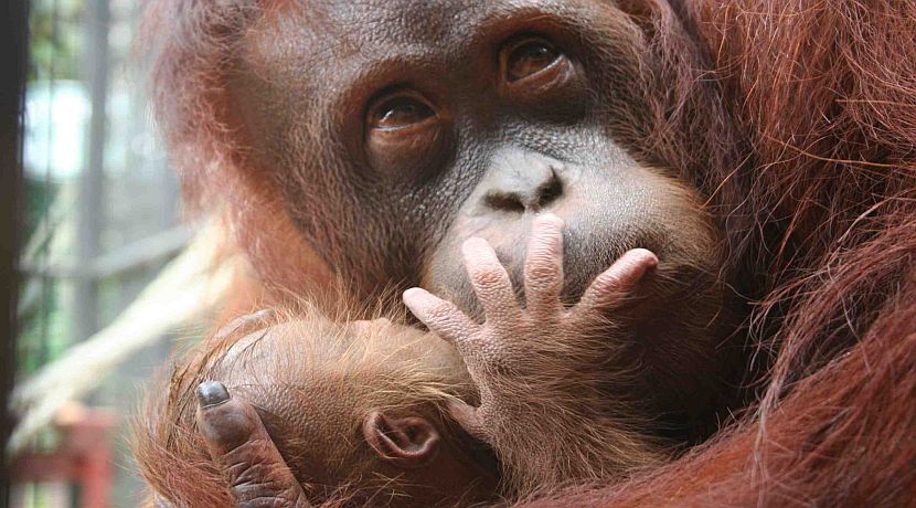 Alan Knight Interview - CEO of International Animal Rescue