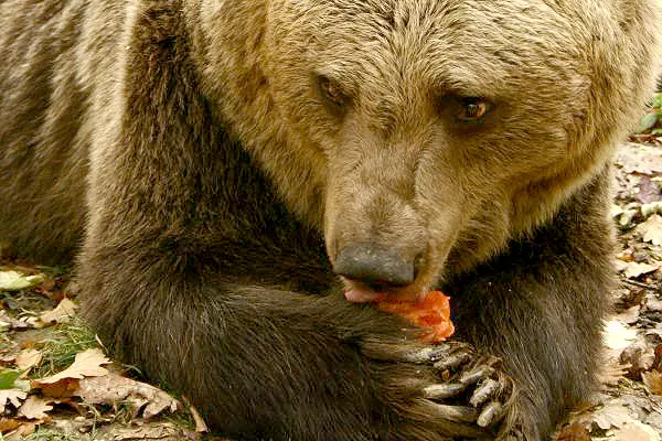 Feeding the Bears