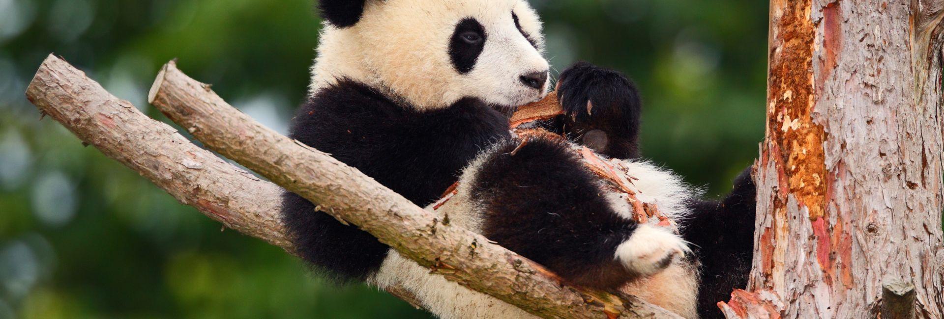 How Much Do You Know About The Giant Panda? Our Top 5 Panda Facts!