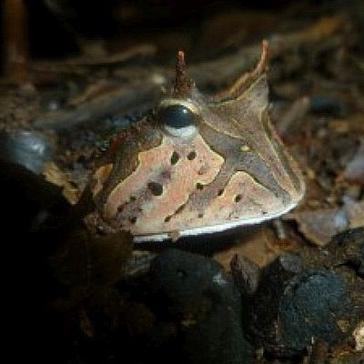 Volunteering in the Amazon Rainforest Adventure Sightings