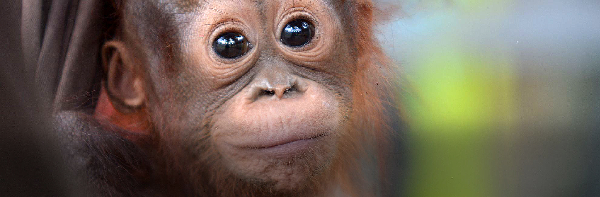 3 Baby Orangutans Rescued Already in 2021