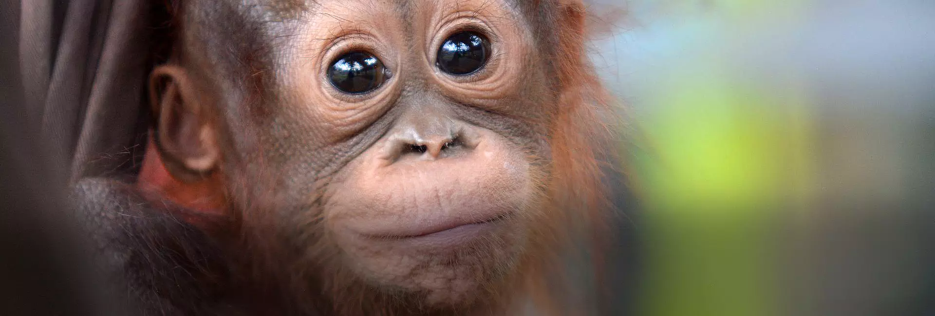 3 Baby Orangutans Rescued Already in 2021