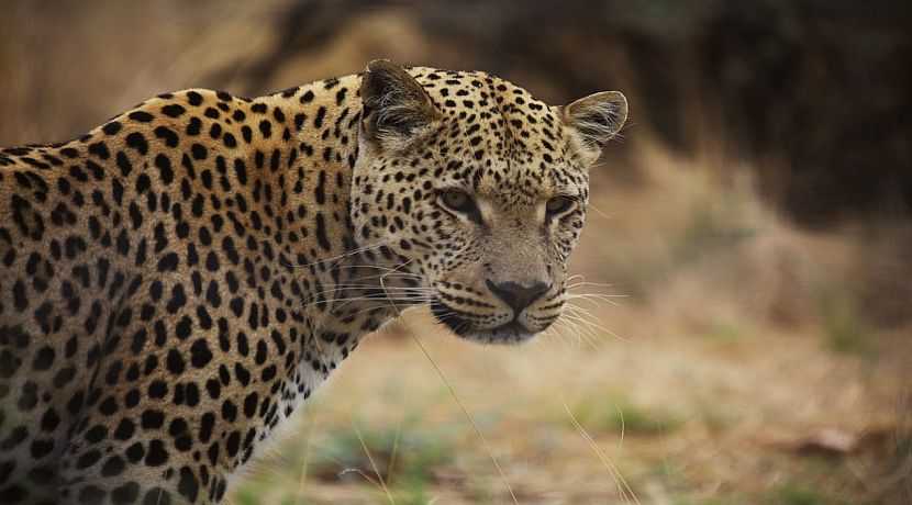 Namibia Wildlife Sanctuary - A Look Back On 2015 - Part 2