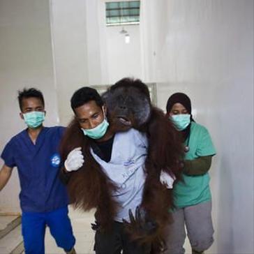 Two Orangutans Released By IAR In Borneo!