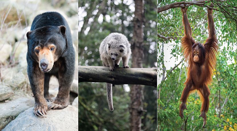 Which Animals Will You Be Helping At The Great Orangutan Project?