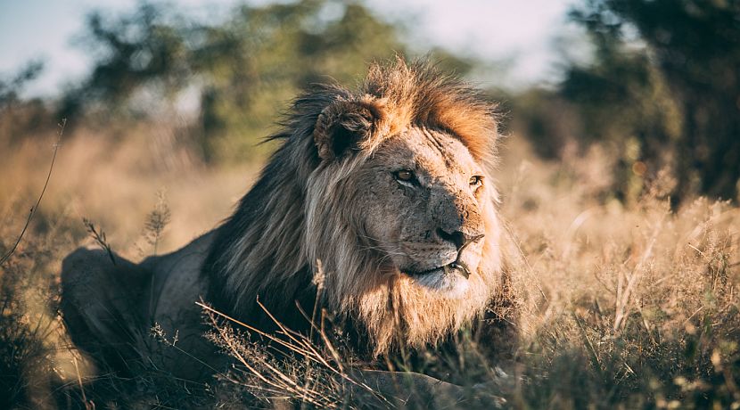 The Botswana Conservation Project