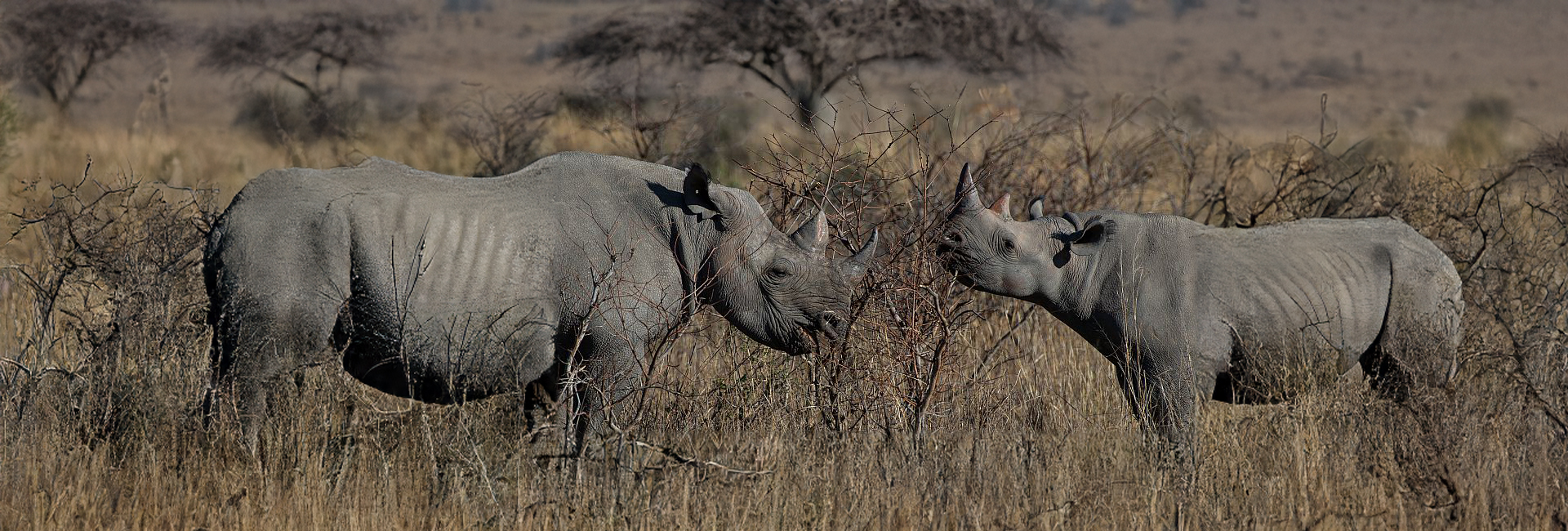 ​Why Do Some Reserves Dehorn Their Rhinos?