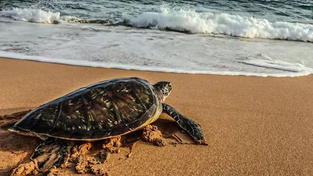 Volunteer with Turtles with The Great Projects