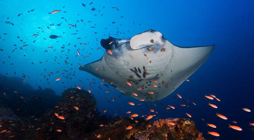 Why You Should DEFINITELY Visit Raja Ampat