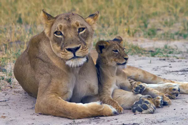 Lion at Amakhala