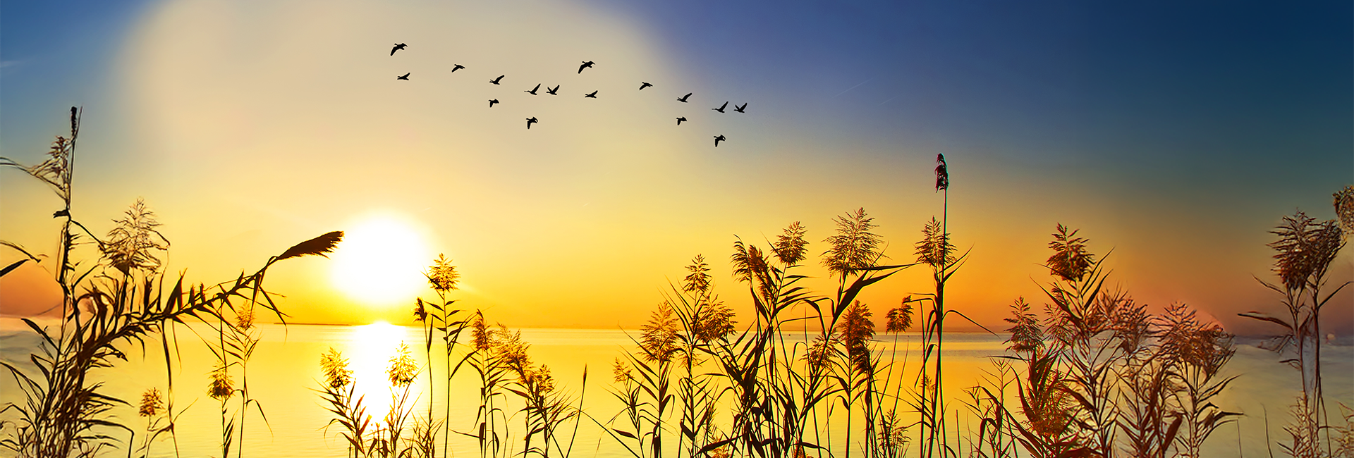 International Dawn Chorus Day - Did You Know It Isn't Just Birds That Sing? 