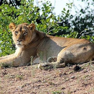 This just in from The Great Lion Project diaries...