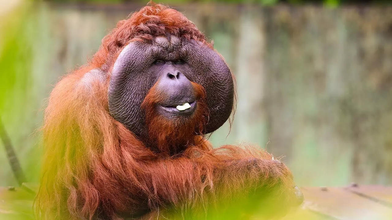 The Great Orangutan Project Video