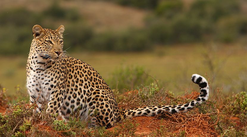 Big Cat Conservation Management on Shamwari Game Reserve