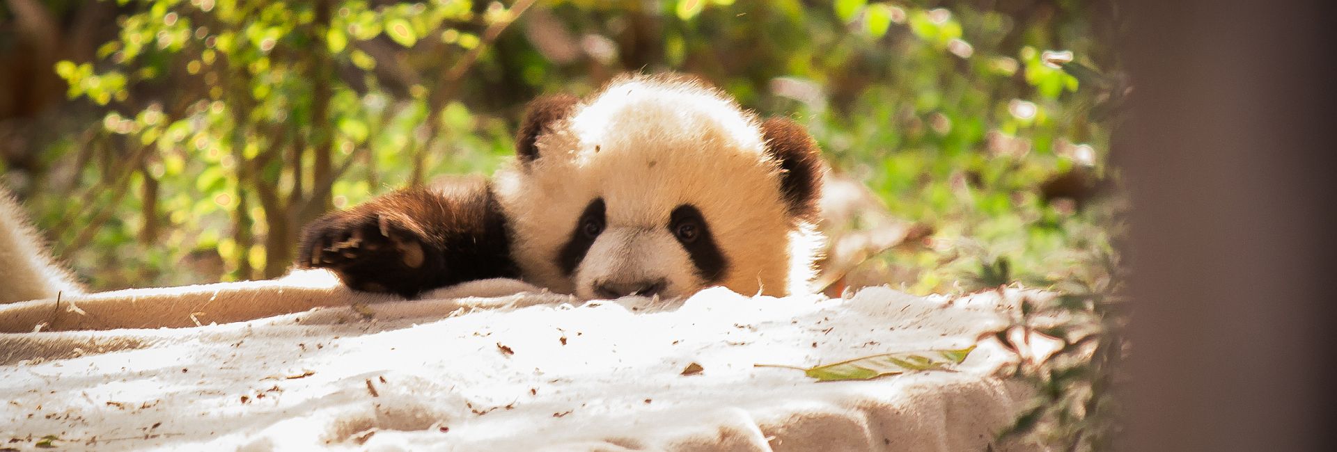 Panda-Monium: How Much Do You Really Know About These Yin and Yang Bears?