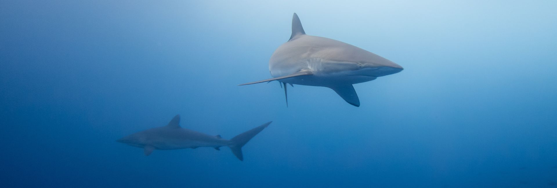 Learn More About The Shark Species Found On Our Brand-New Project!
