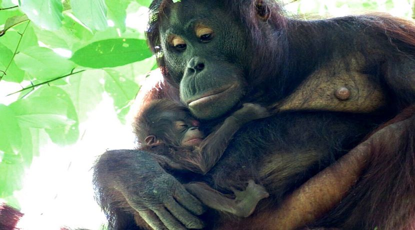 BOS Foundations hard work pays off as a new baby orangutan is born in the wild!