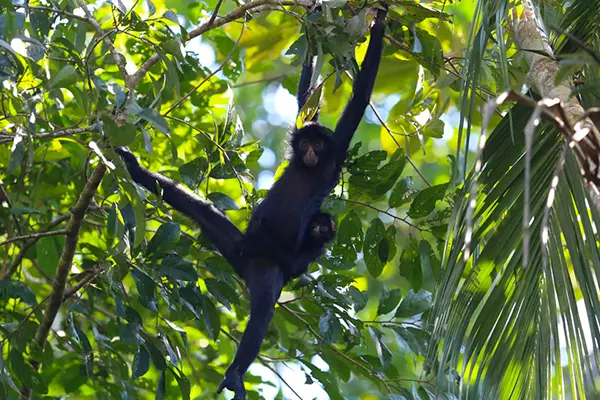 Spider Monkey Monitoring