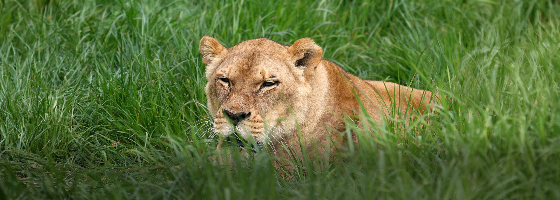 SanWild Sanctuary & Reserve Rescues Circus Lions