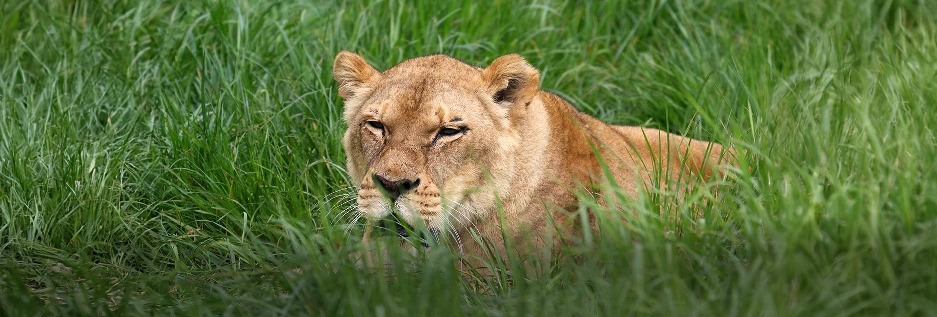 SanWild Sanctuary & Reserve Rescues Circus Lions