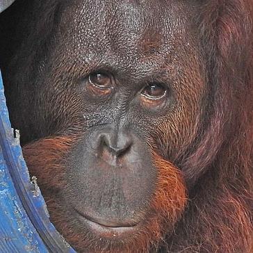 Samboja Lestari Gear Up For Another Orangutan Release – Check Out The Profiles Of The Great Apes Bound For Freedom!
