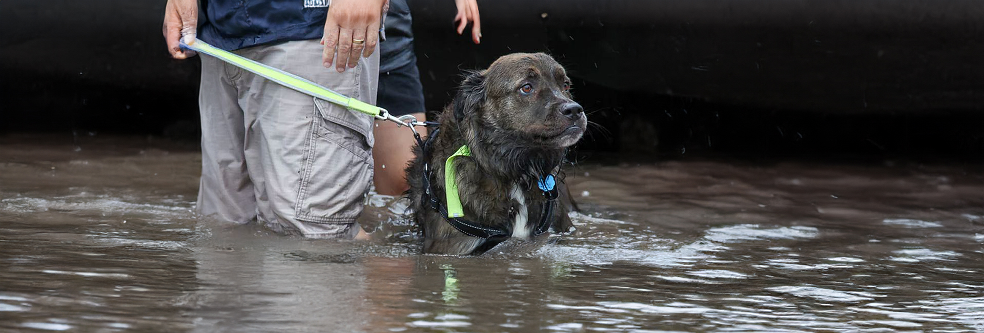 Help Throughout The Hurricane – How Those Affected By Hurricanes Harvey and Irma Have Worked To Protect The Animals Caught Up In The Storm