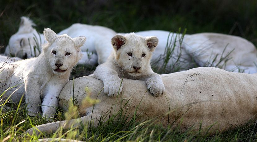 Bewitching Big Cats - Get To Know The Stars Of Our New Project! 