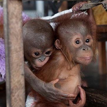 Orangutan Awareness Week and an update on Rocky