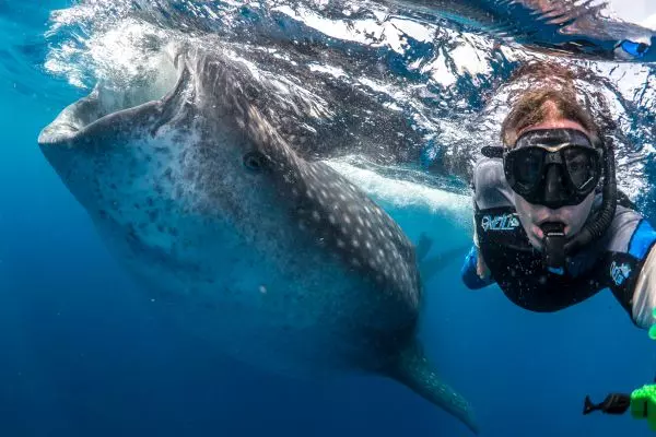 Diving with Whale Sharks