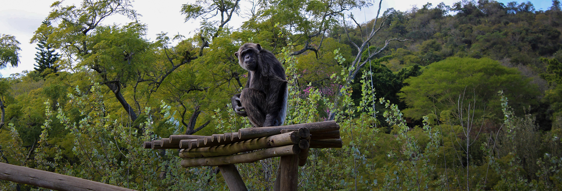 Chloe Reviews Chimp Eden - The Jane Goodall Institute 