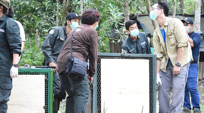 Orangutan Release Update - The Journey To The Forest Begins!