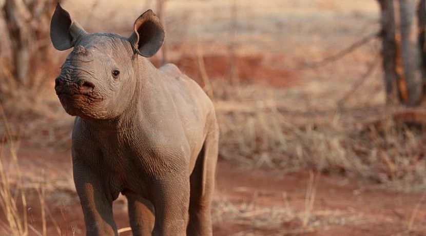 The Lawless 'Golden Triangle'