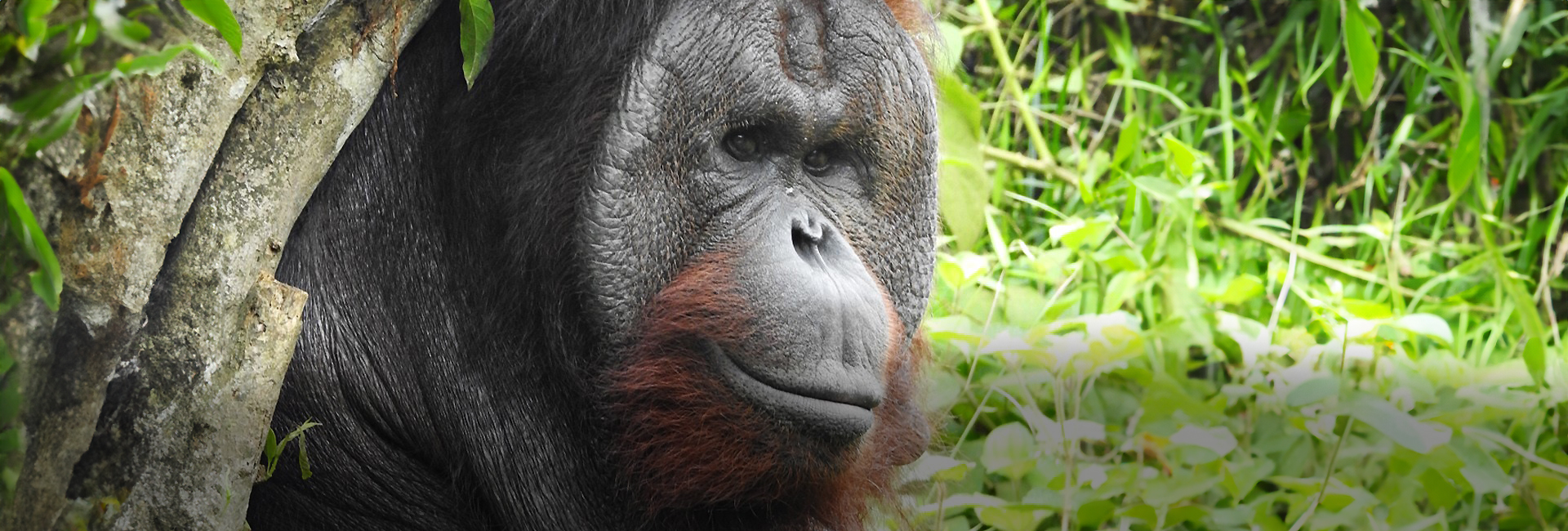 Kopral The Orangutan Moves Onto Island 3 During Lockdown!