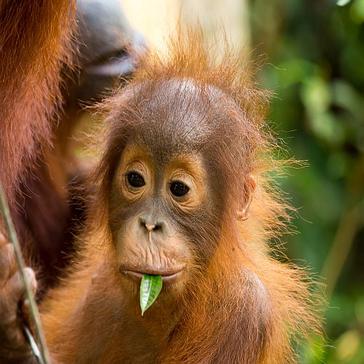 Our Top 8 Baby Orangutans!