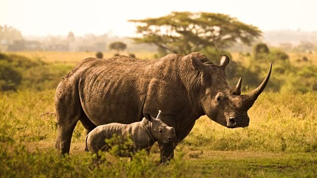 Volunteer with Rhinos with The Great Projects