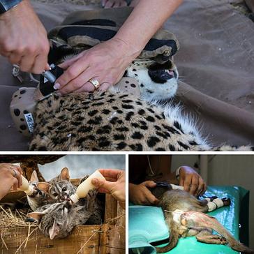 23 Animals Released, 44 Have A New Home & 30 Have Received Medical Care - It's Been A Busy 2017 At The Namibia Wildlife Sanctuary!