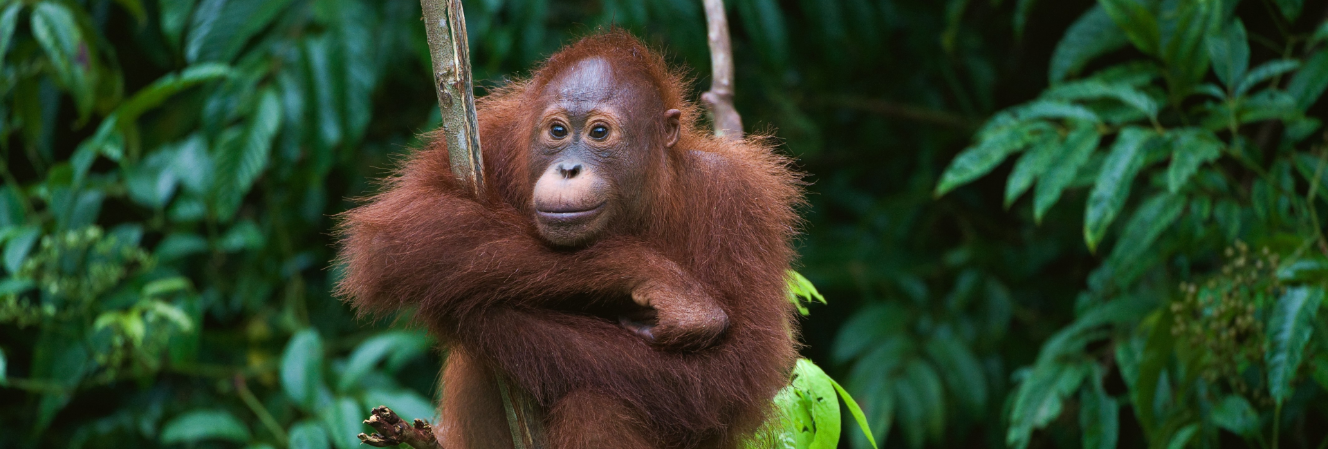 Learn More About National Wildlife Day By Checking Out Our Infographic