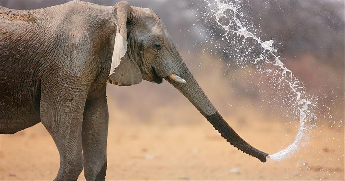 elephant profile picture cute