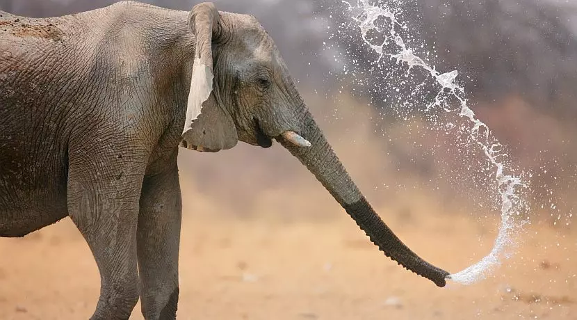 Our Top 8 Cute Elephants - We Bet You Can't Find Cuter!
