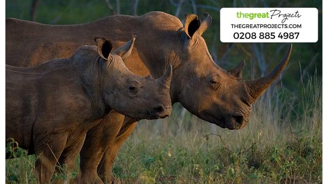 Volunteer with Rhinos